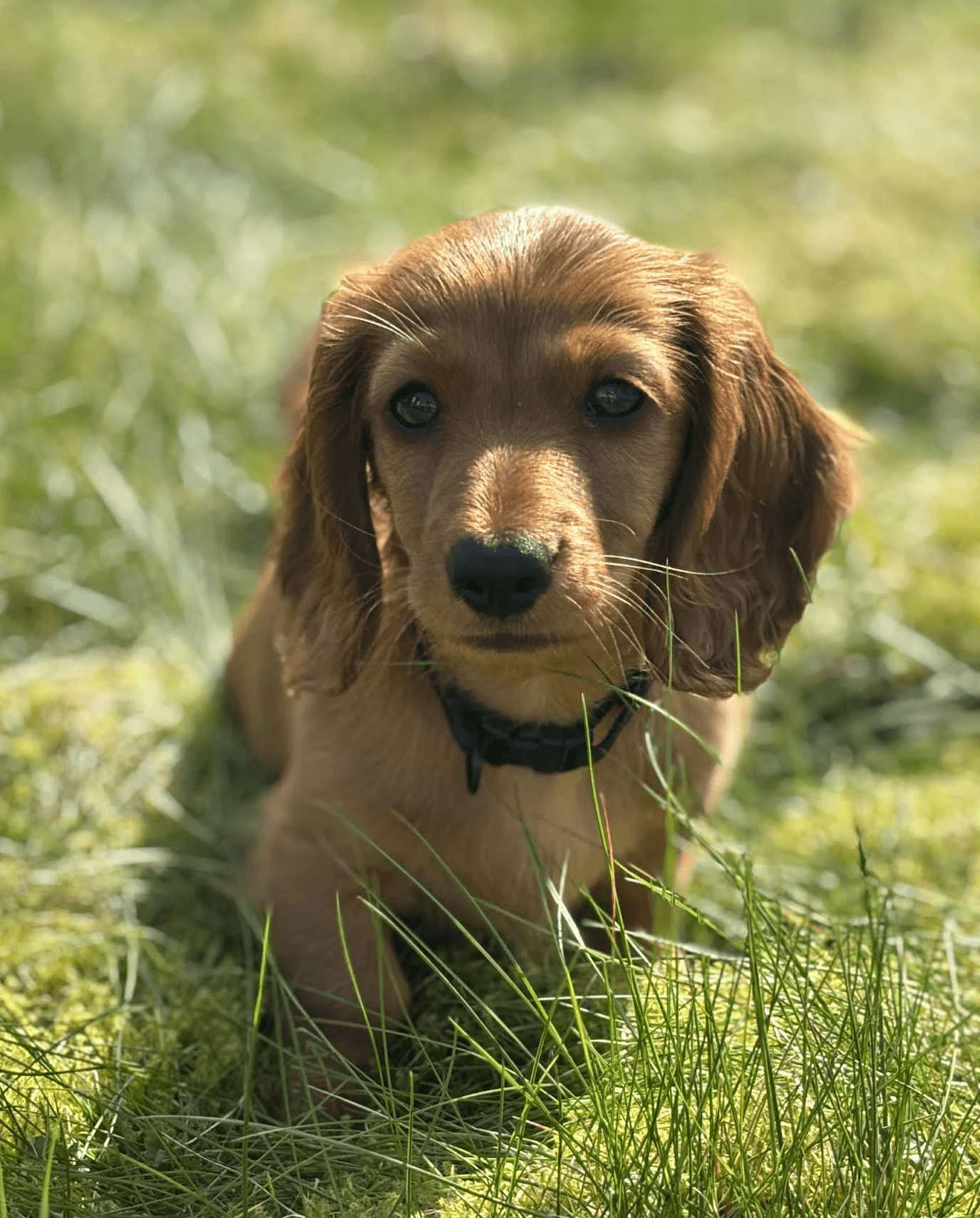 long-coated brown puppy selective focus photo
