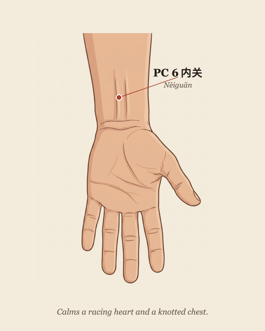 PC6 Neiguan acupoint location on the inner wrist