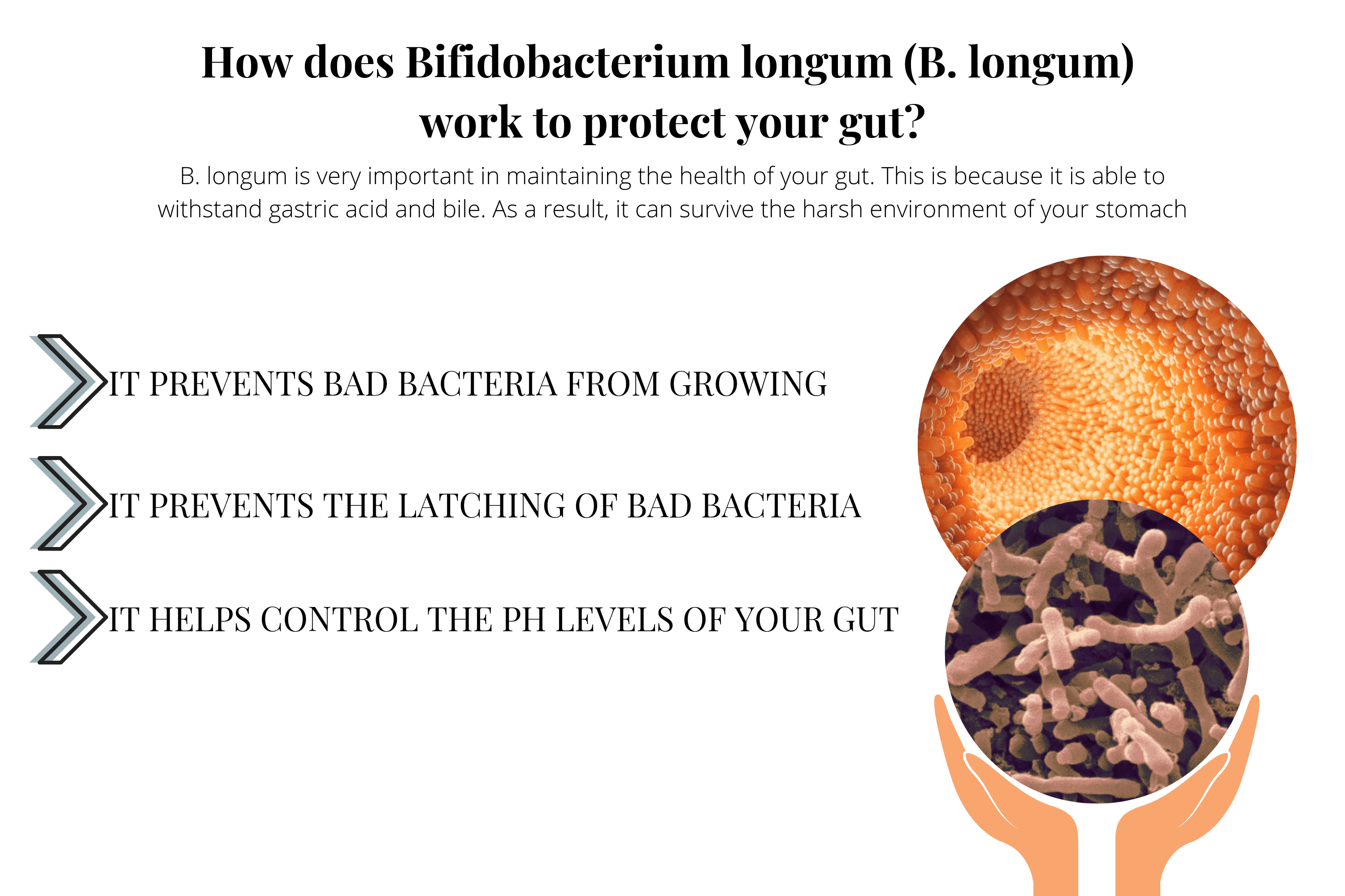 Illustration showing how B. longum protects the gut through multiple mechanisms