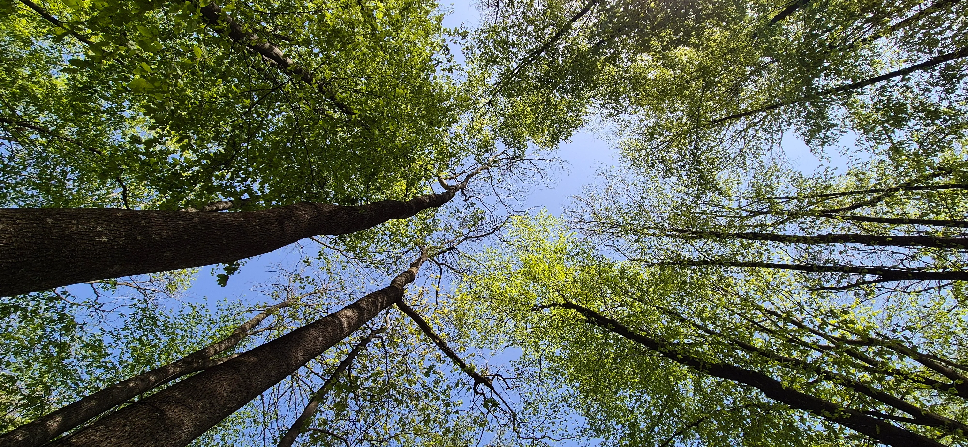 Forest images from the bottom view