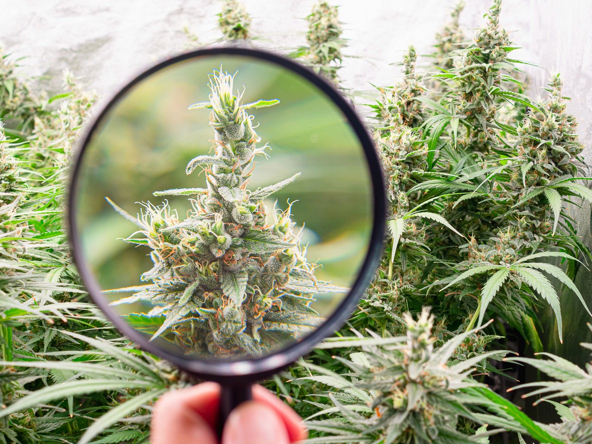 Magnifying glass held up to cannabis flower