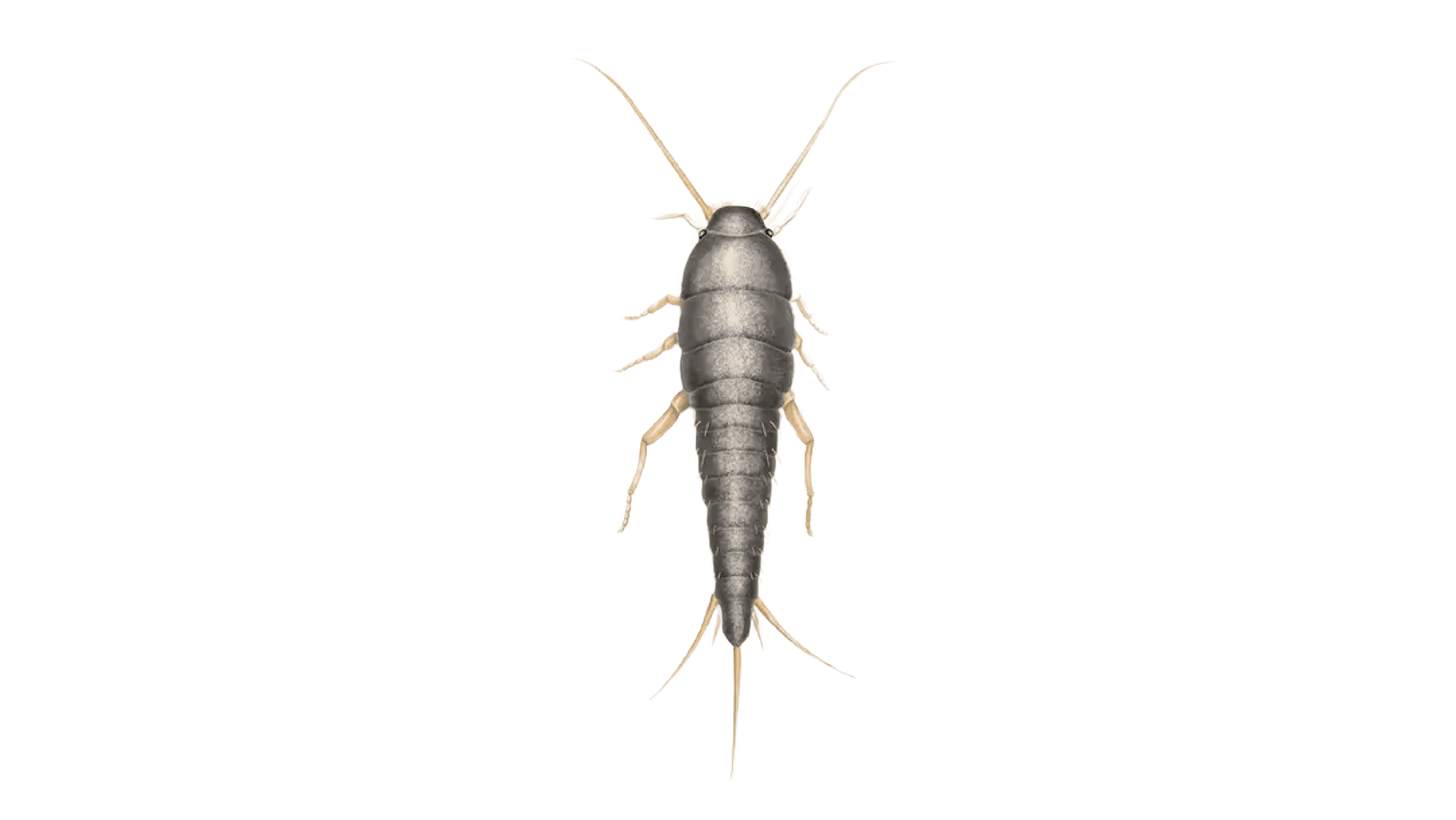 Silverfish