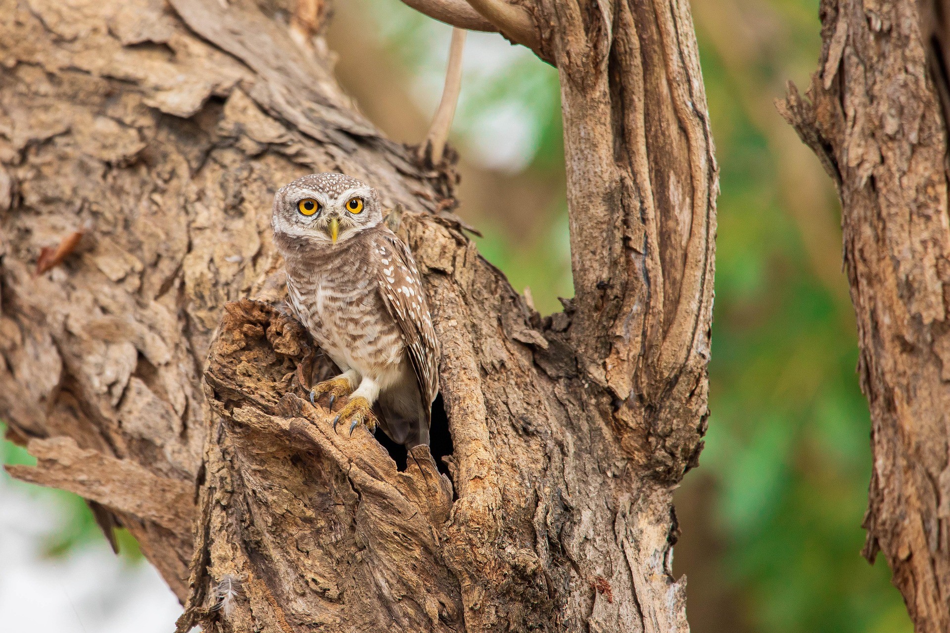 Close-up of lush, dark green leaves, some glossy and wet, against a muted background.