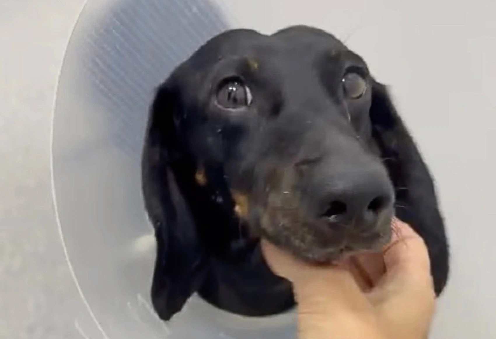 Rupert, a black dachshund wearing a clear protective cone, is gently held by a hand, looking up with soft eyes in a vet's clinic. The mood is tender and comforting.