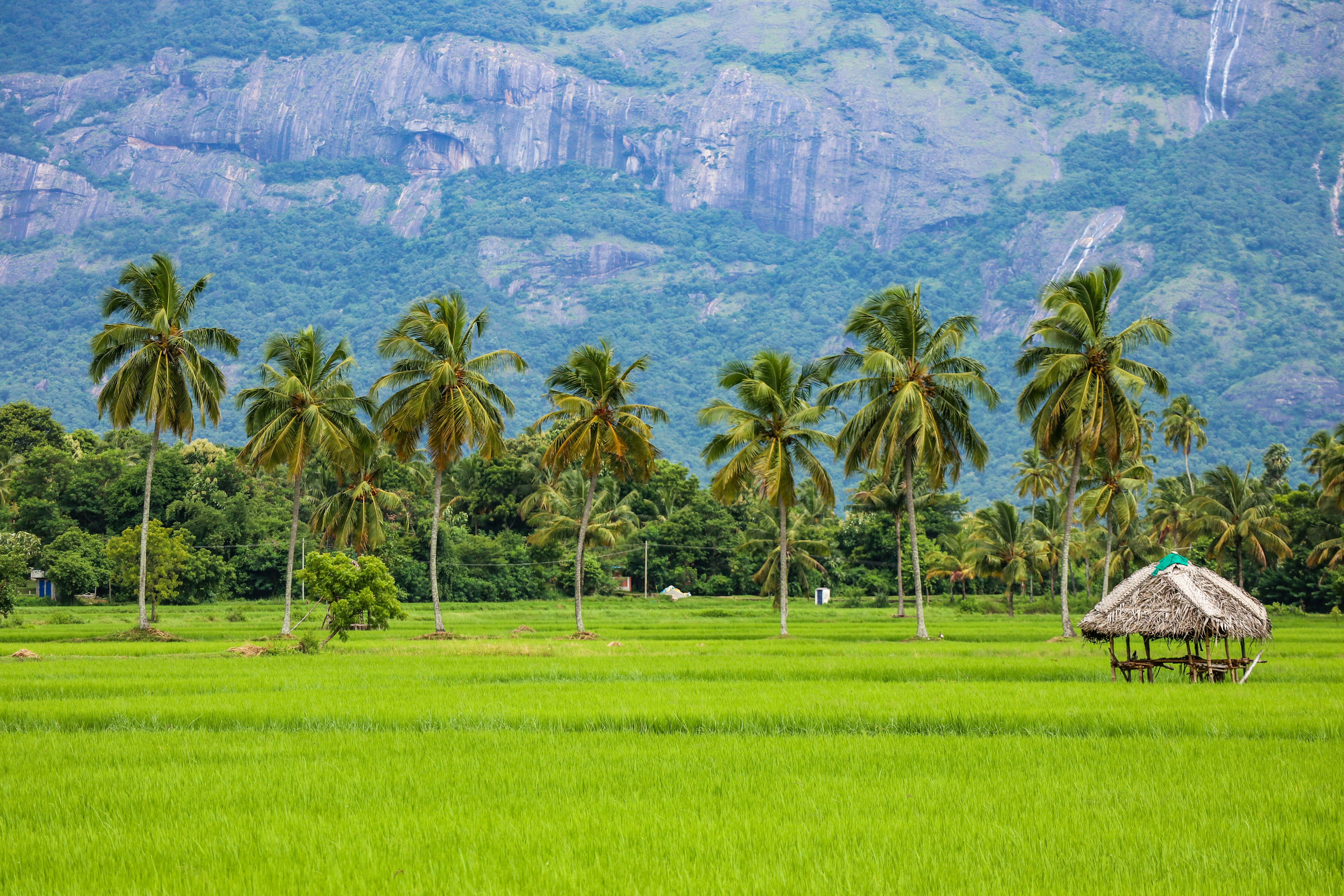 green palm trees near mountain during daytime