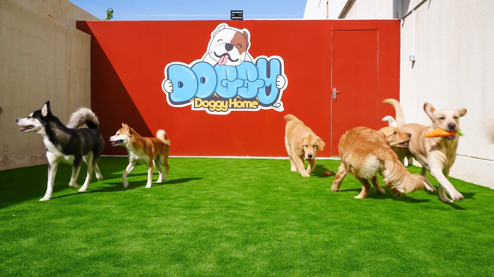 Pet boarding at Doggy Doggy Home