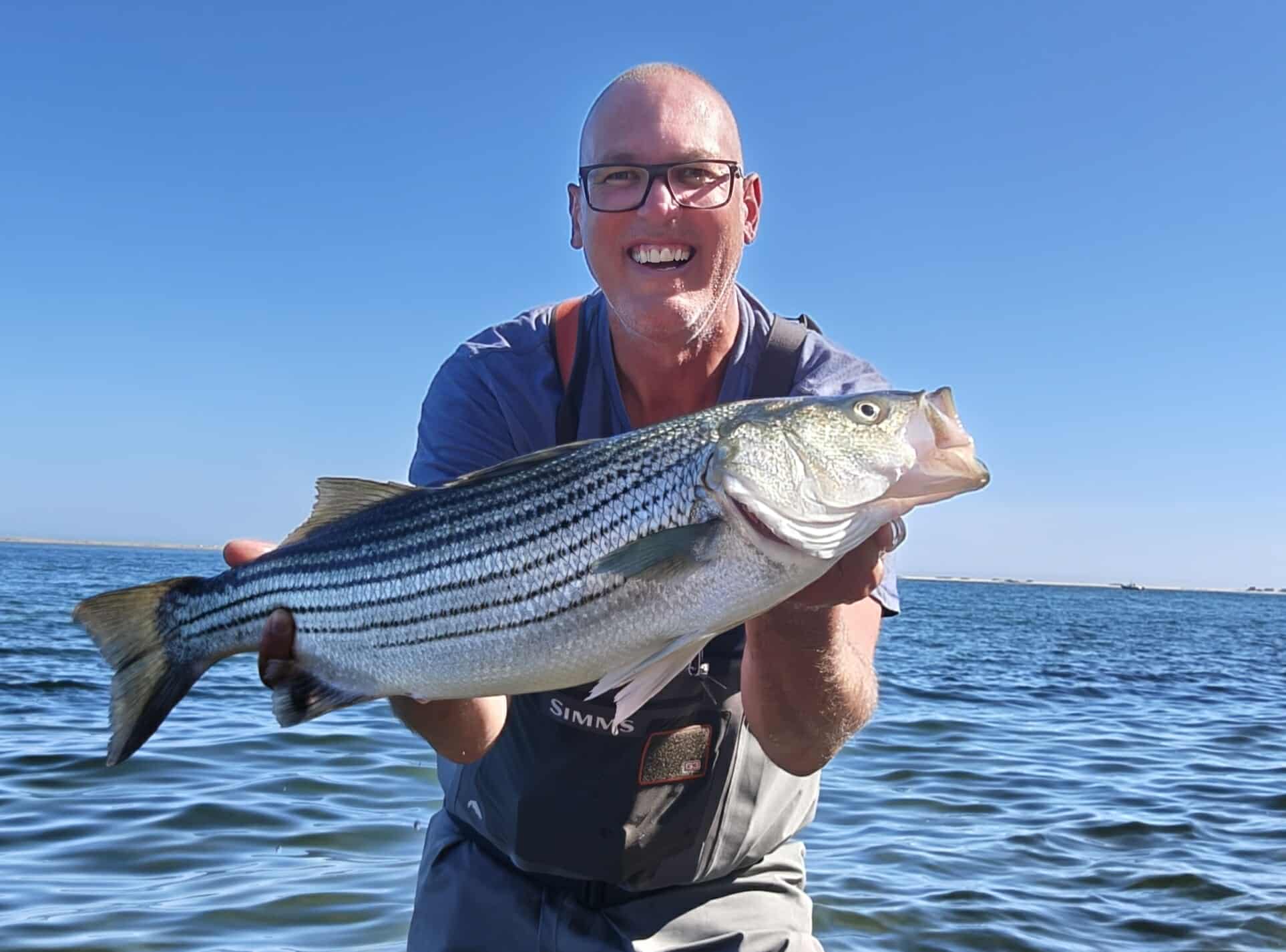 Cape Cod striped bass