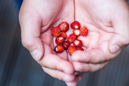 Wild strawberry