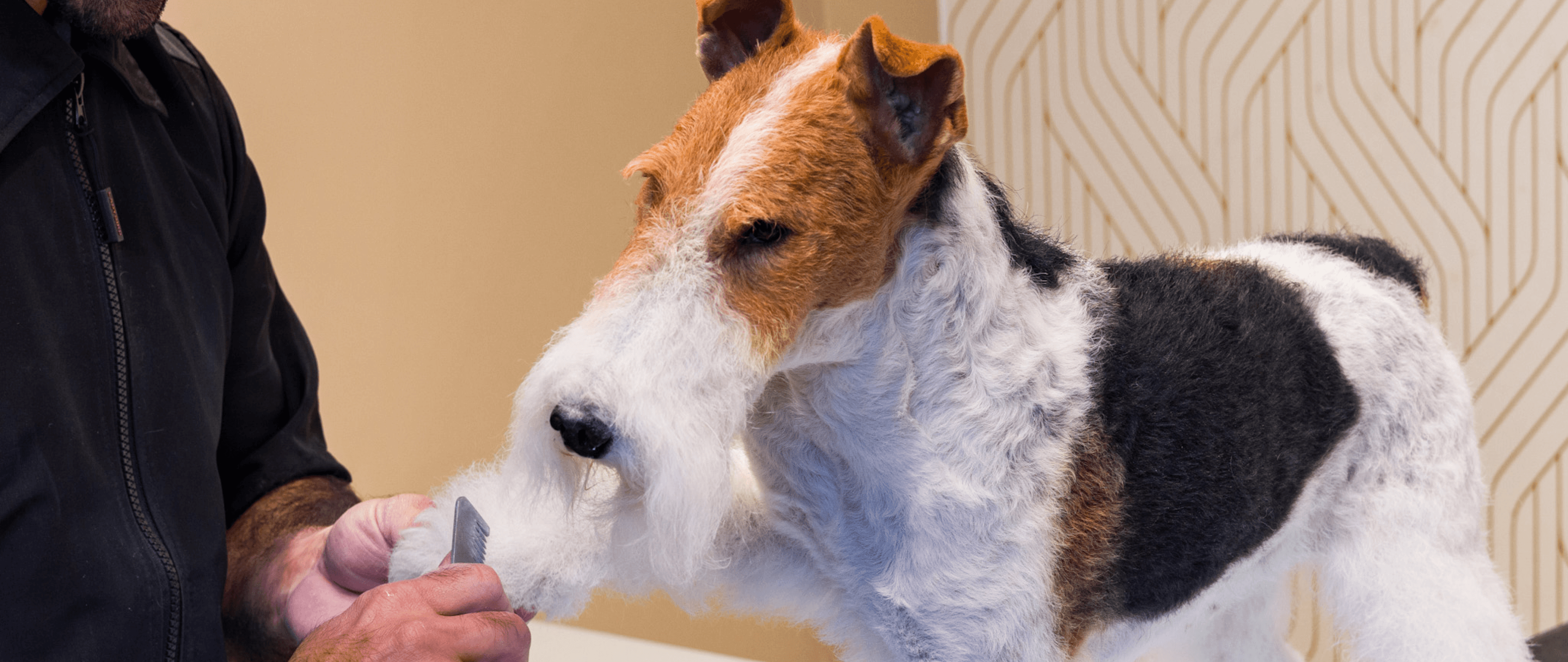 Groomer hand-stripping a wire fox terrier to highlight craftsmanship, precision, and breed-specific expertise in a refined salon setting.