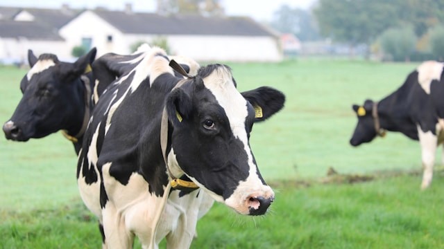 Animal Husbandry Practices and Financial Health Assessment of Dairy Farms in India