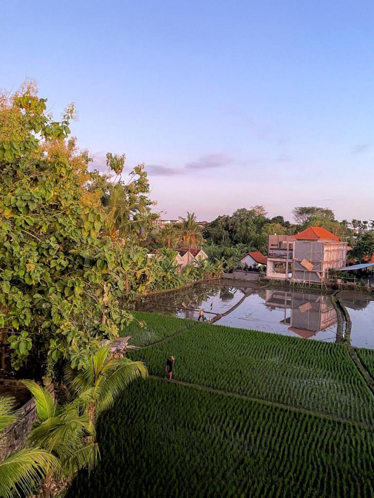 bali ricefield at sunset