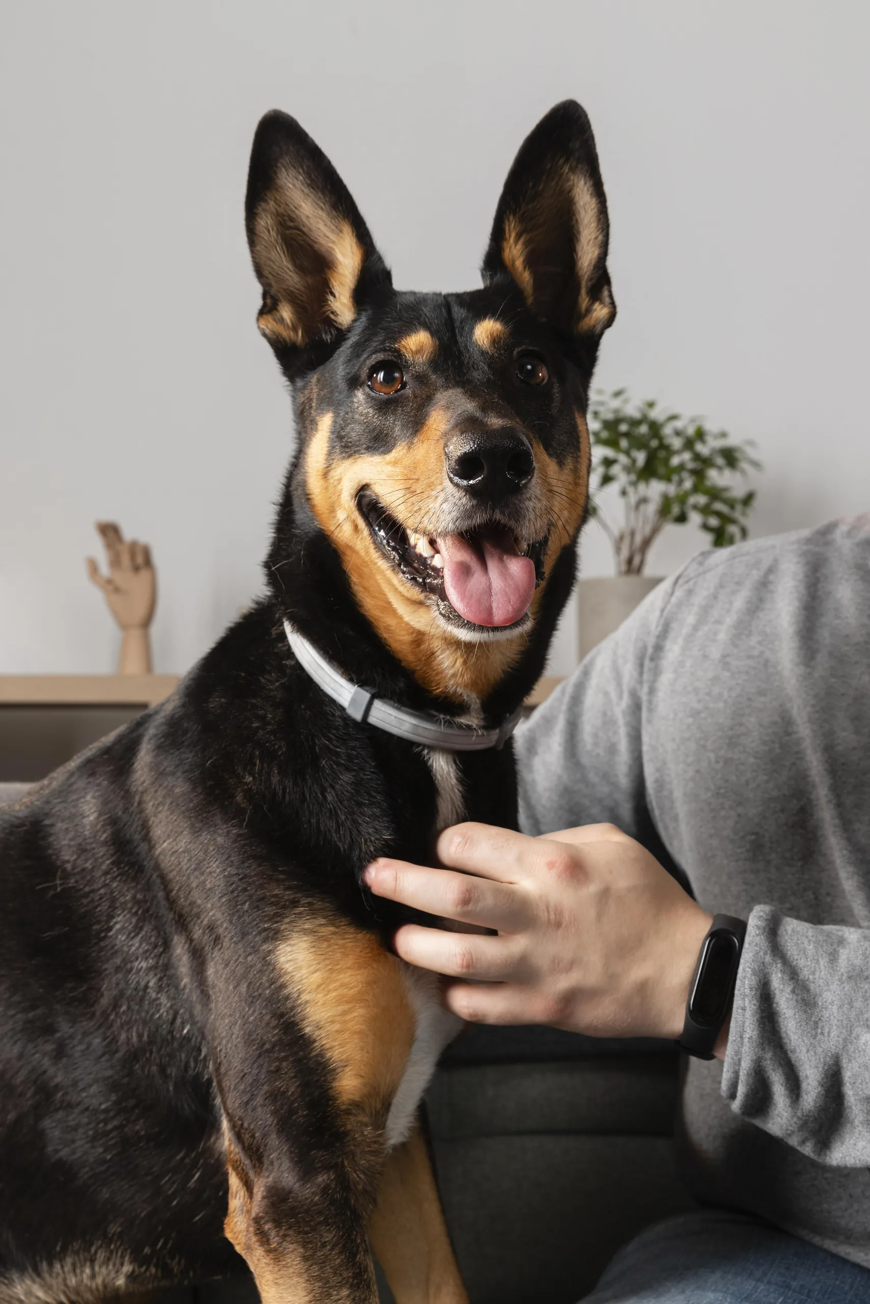 cachorro sendo segurado por pessoa com carinho