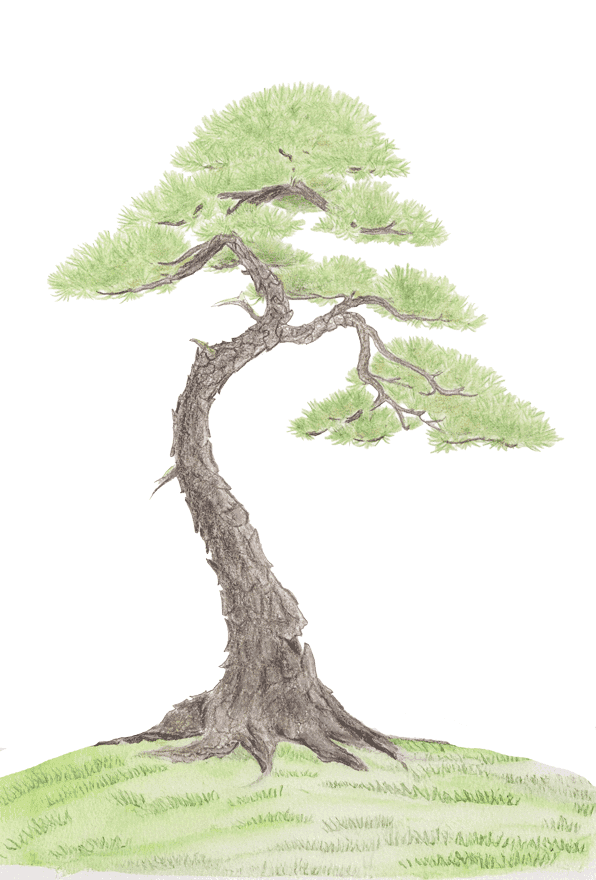 tekening van een bonsai boom