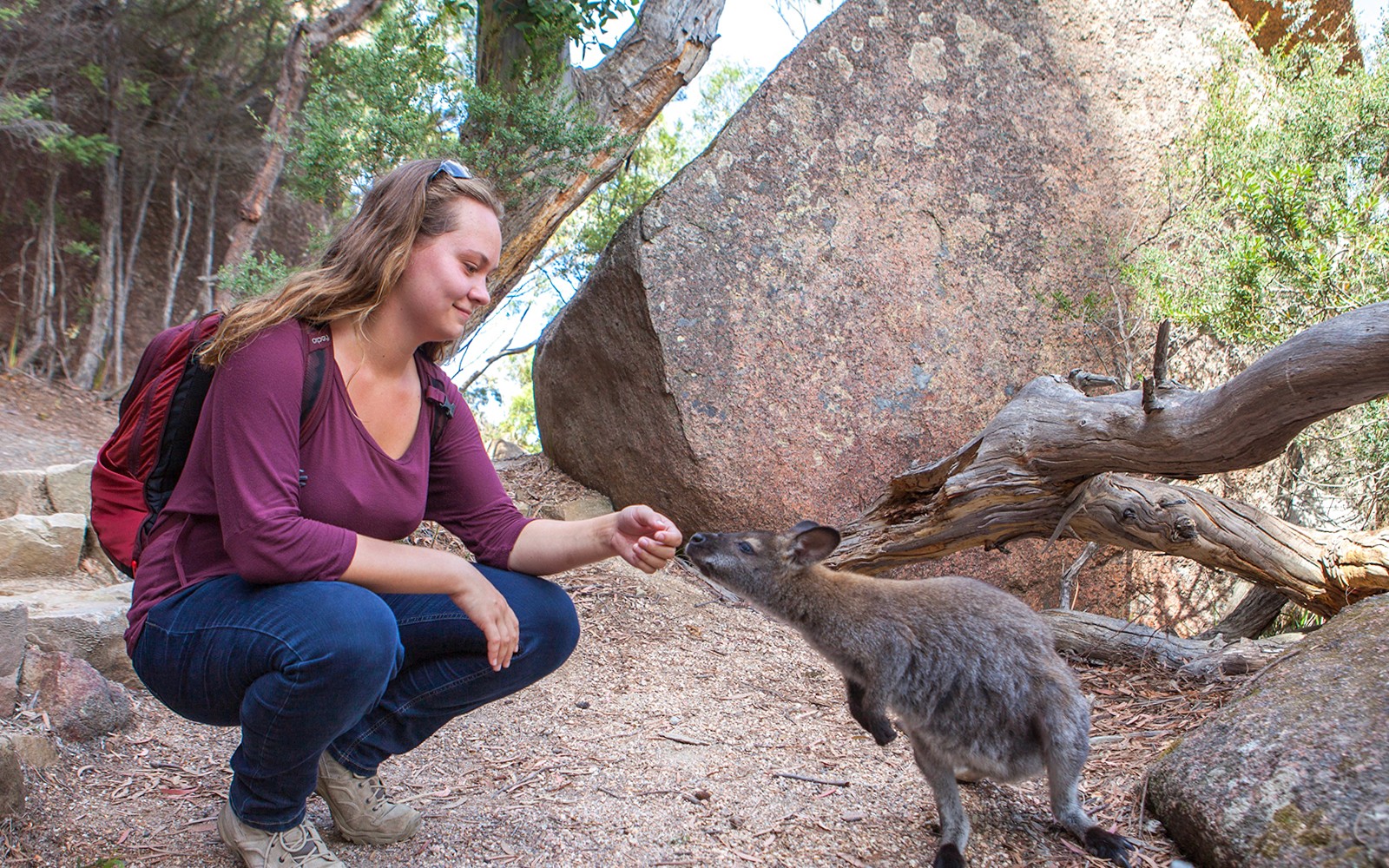 Person feeding a wallaby on a trail near Wineglass Bay, Tasmania.