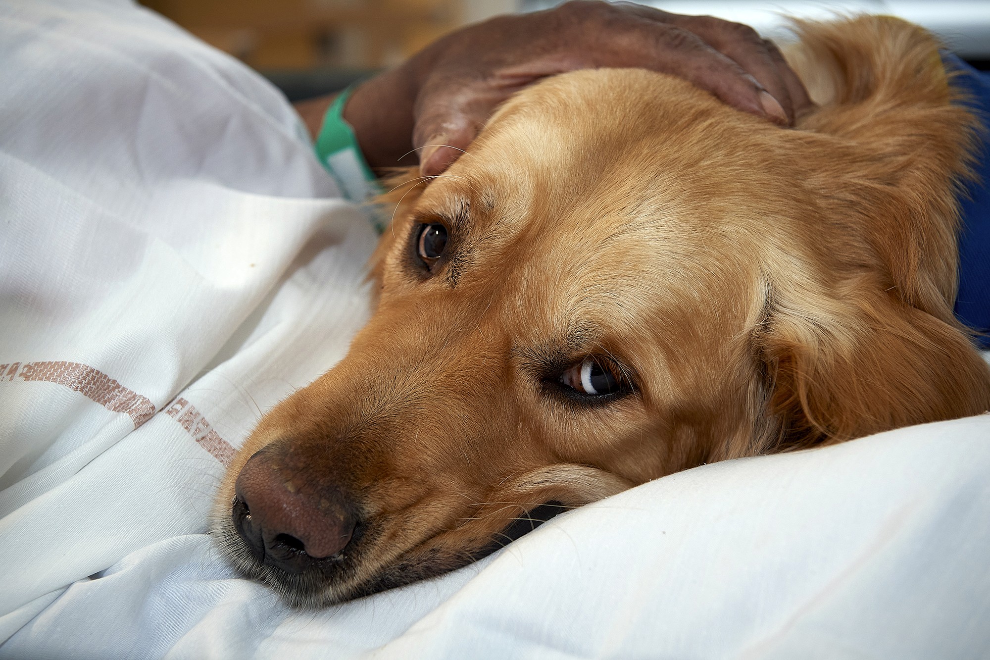 Saïko est un chien patient, doux et sans jugement