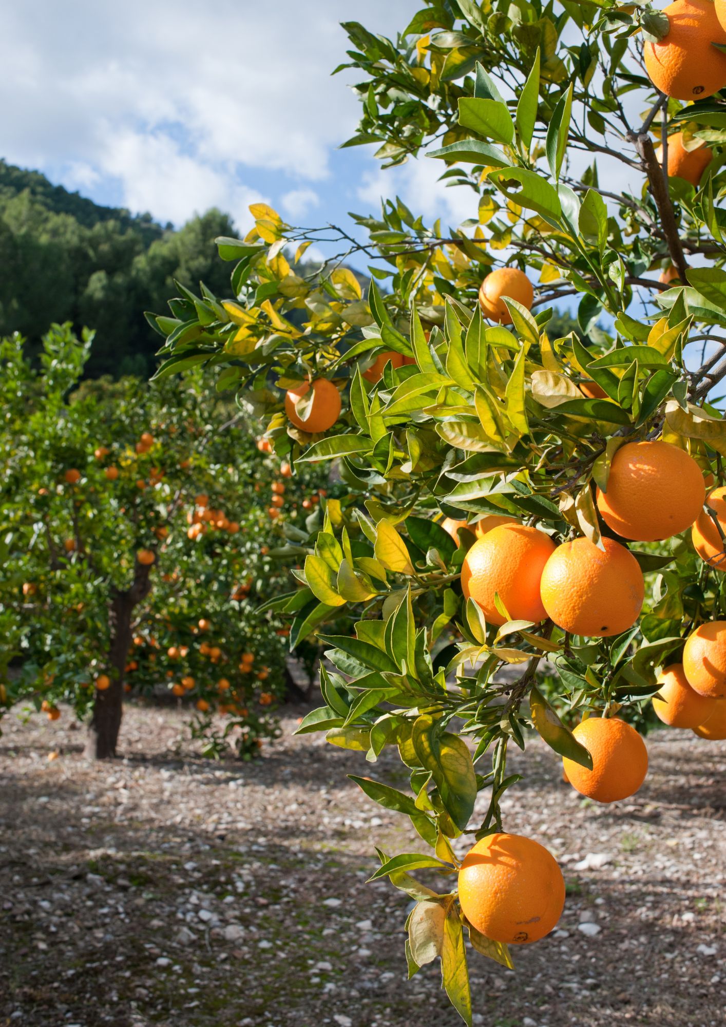 Cuidados de árboles frutales cítricos