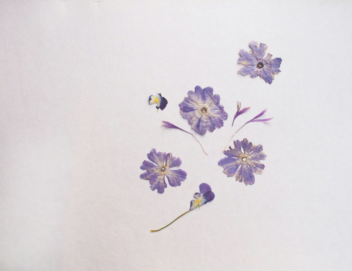 Pressed violets held flat against paper