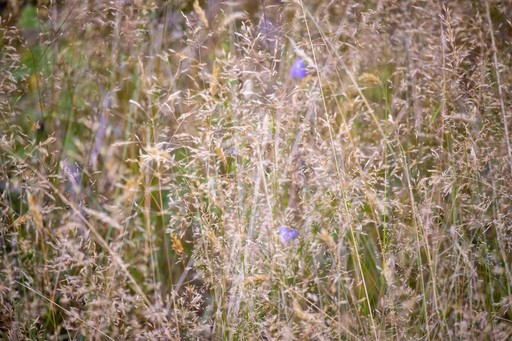 a field of tall grass with purple flowers