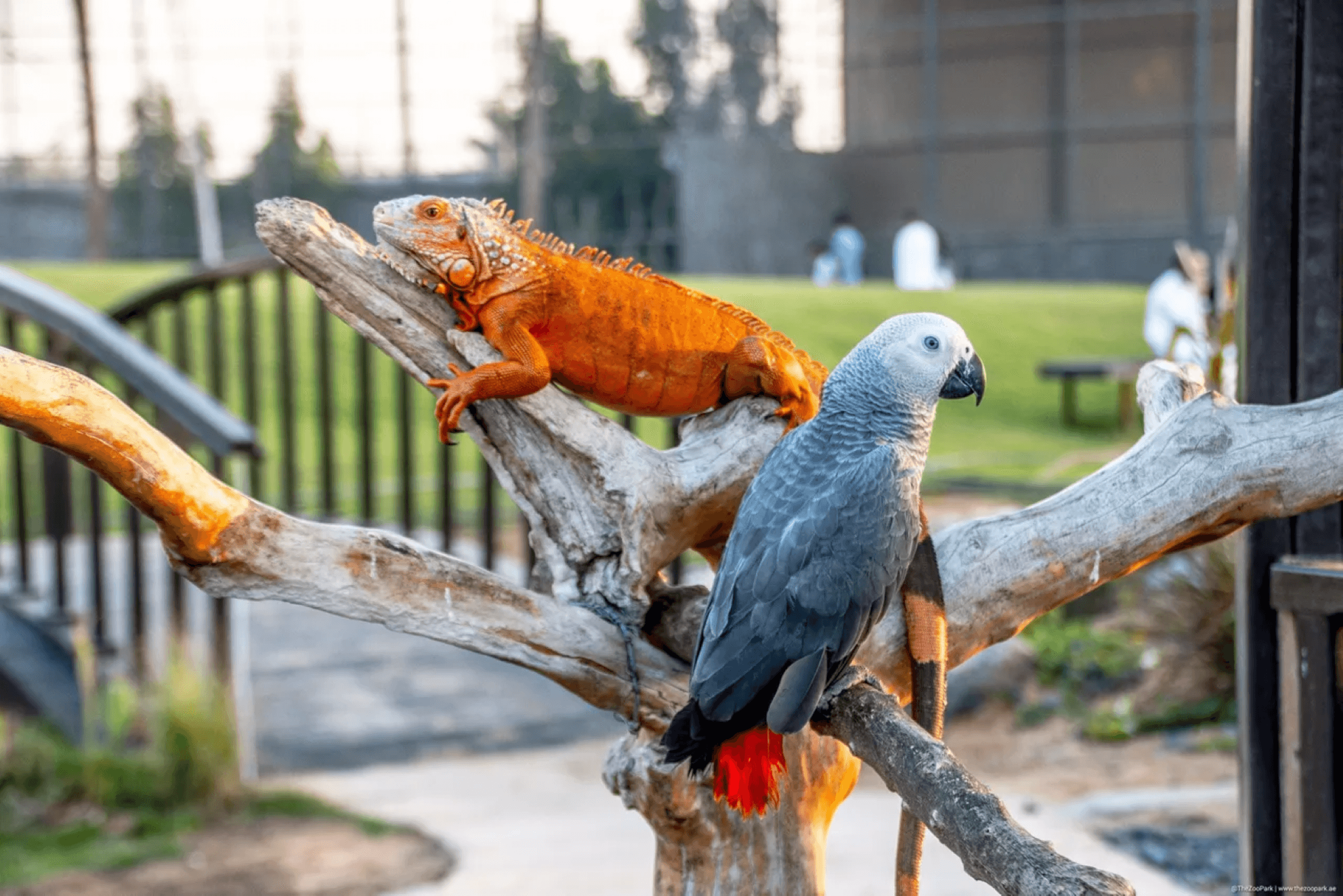 Birds at The Zoo Wildlife Park