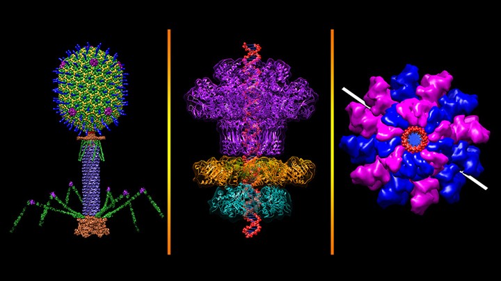 colored views of a bacteriophage from different angles