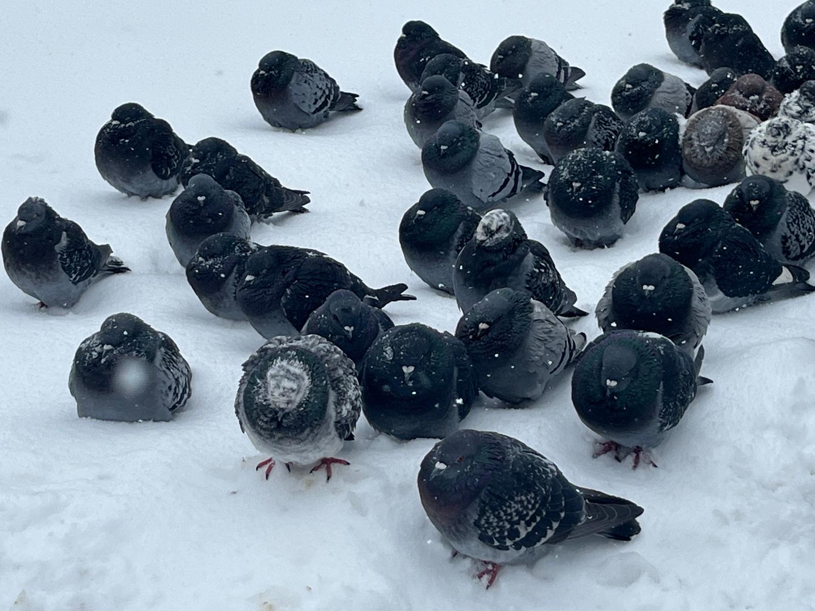 A flock of pigeons crowded together on snow, all pecking at the ground.