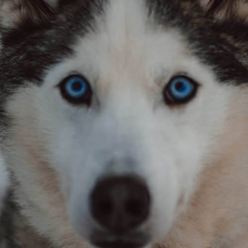 Blue eyed Siberian Husky