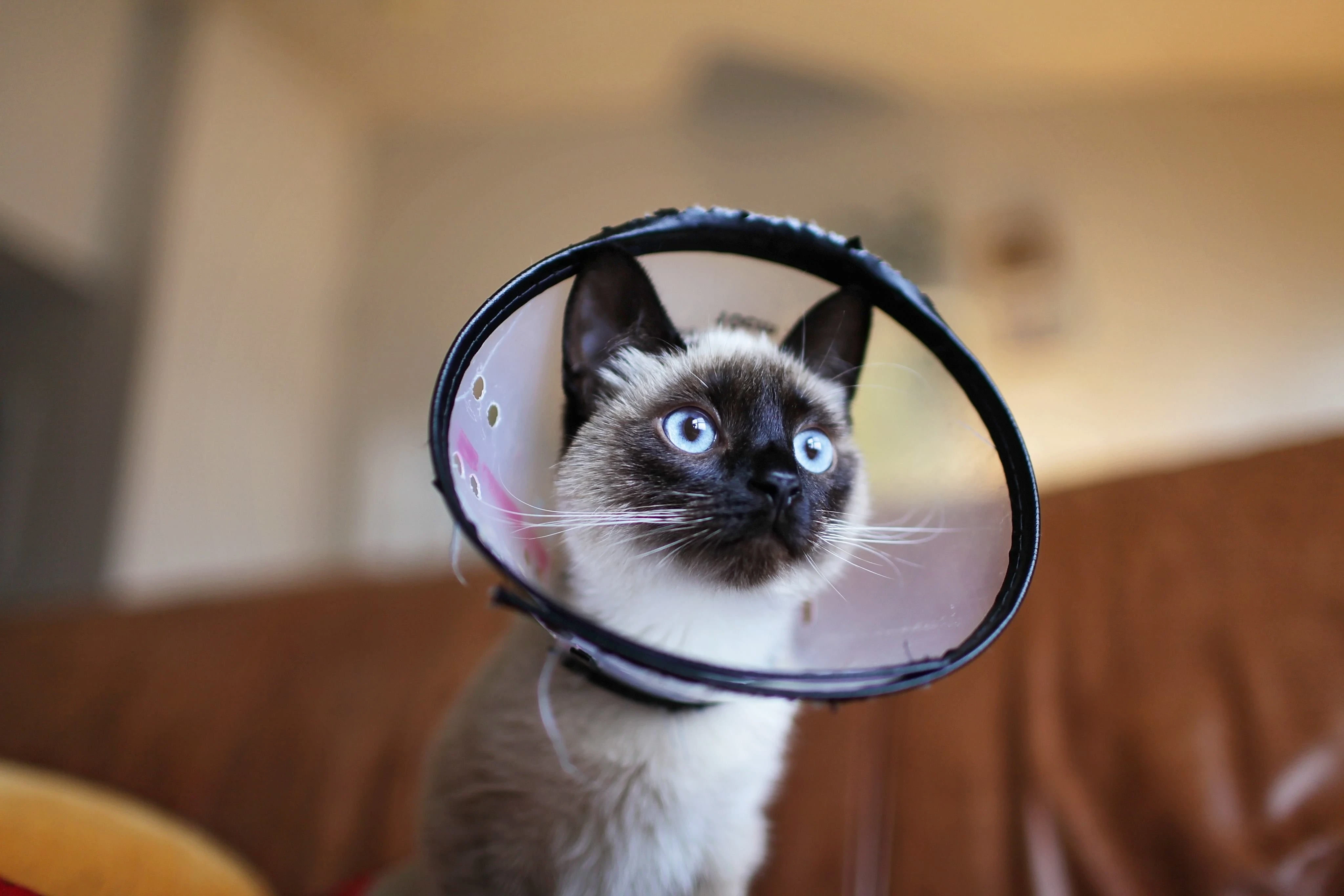 a siamese cat in a cone