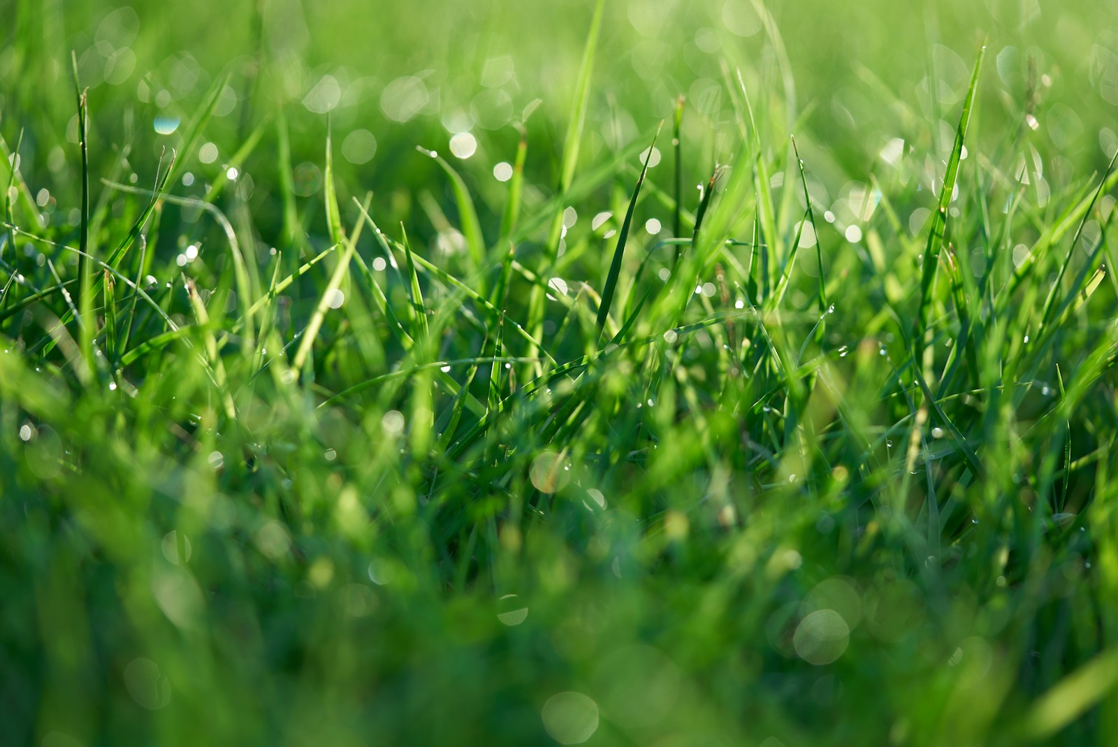 Close view of dense healthy warm-season turfgrass