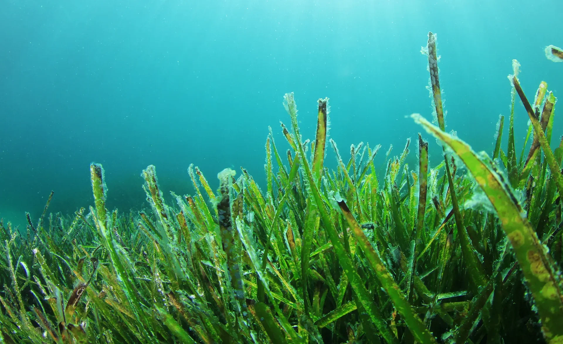 Seagrass