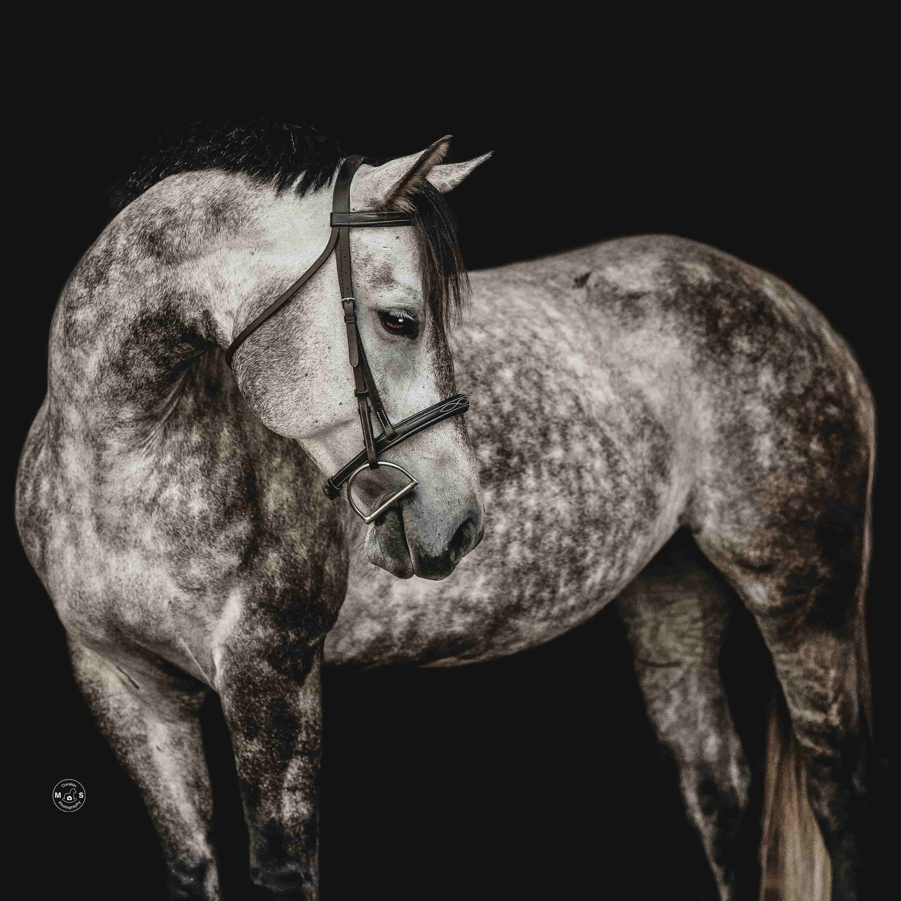 moon-river-horse-portrait