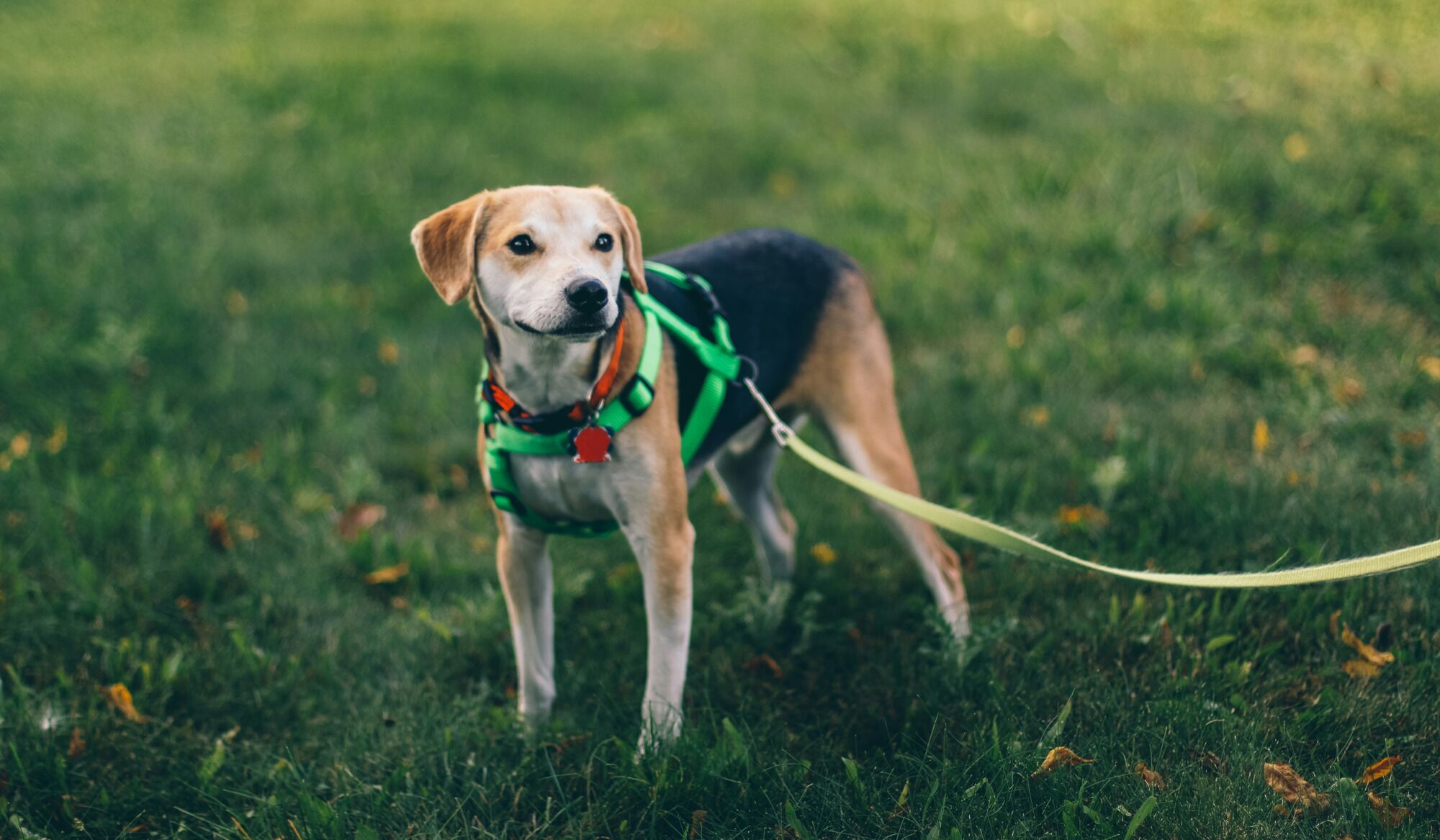 Dog on a leash