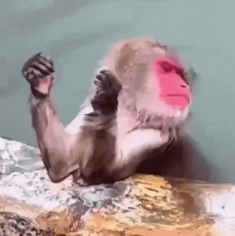 Monkey looking at his nails
