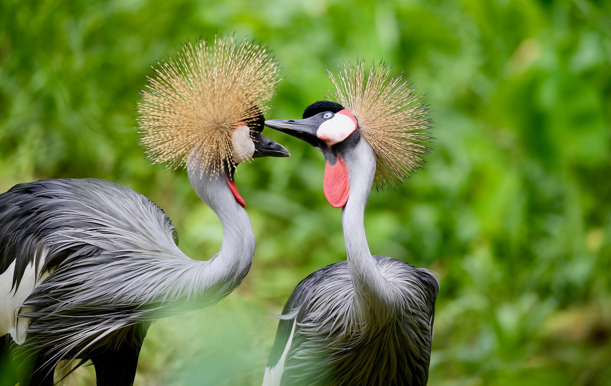 Grey crowned cranes in Kibale - Wetland Specialists