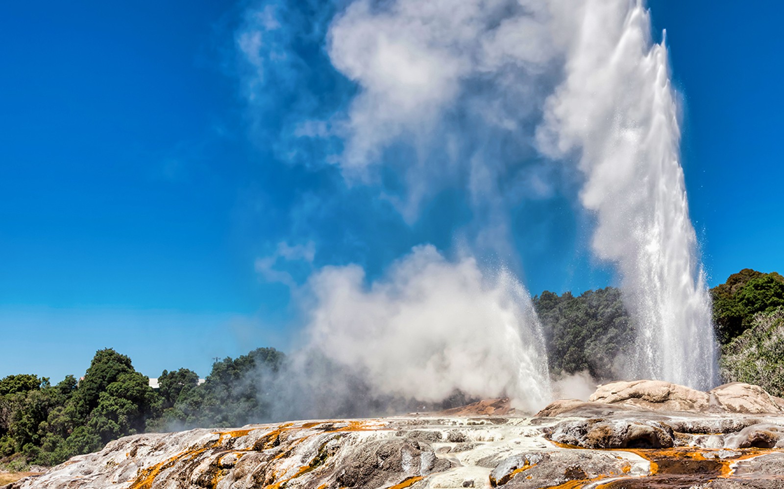 Geyser erupting at Te Puia geothermal park, part of Rotorua tour.