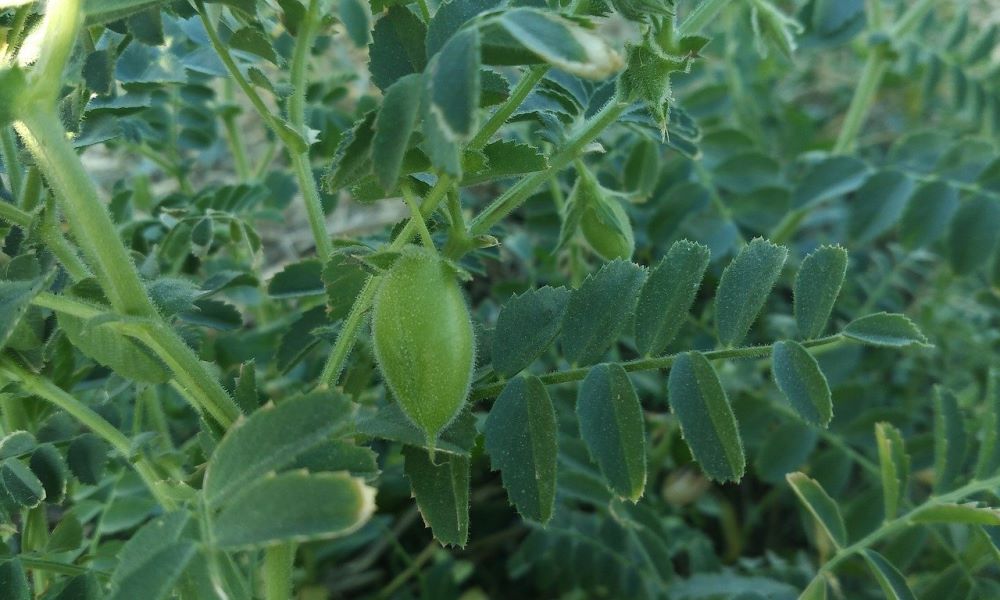 Pianta di ceci
