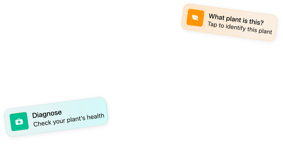 Instant plant identification