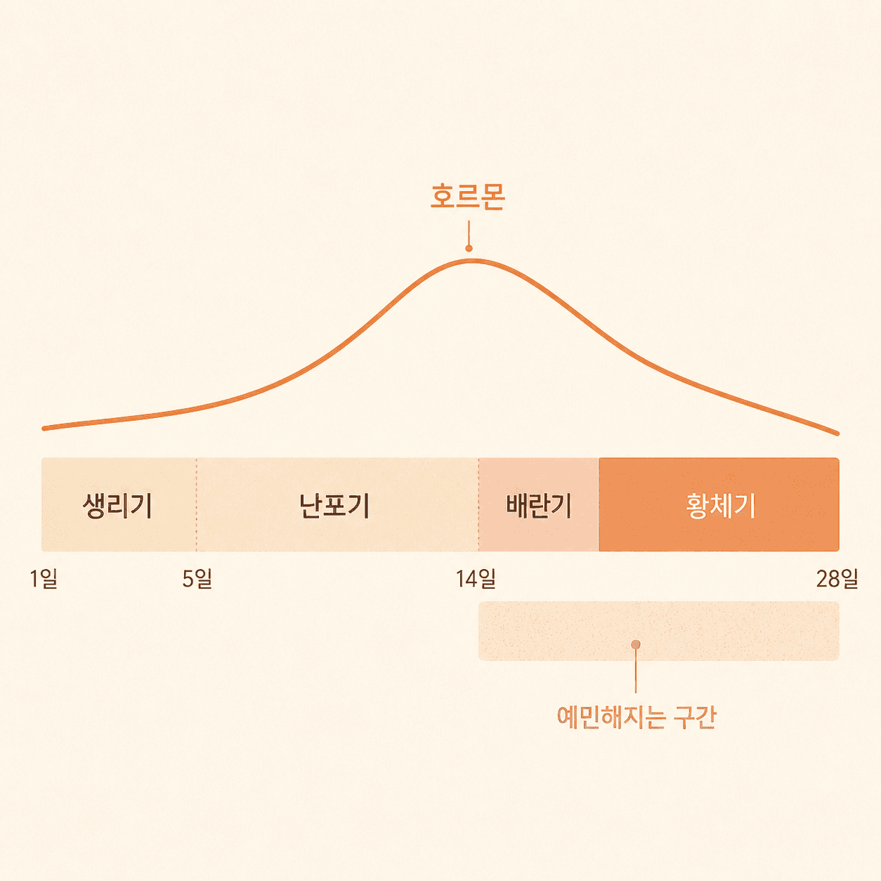 주기 네 구간과 예민해지기 쉬운 시기를 나란히 본 도식