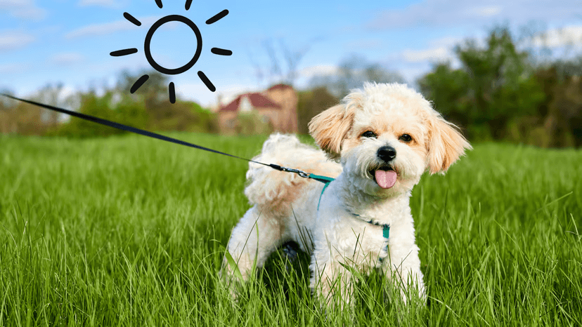 Small white puppy walking in a field on a sunny day