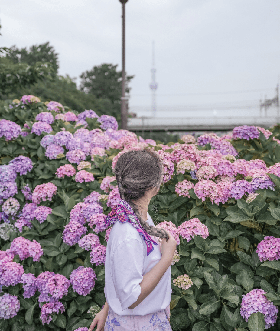 Person standing in front hydrangeas with Tokyo Skytree in the distant backgroud