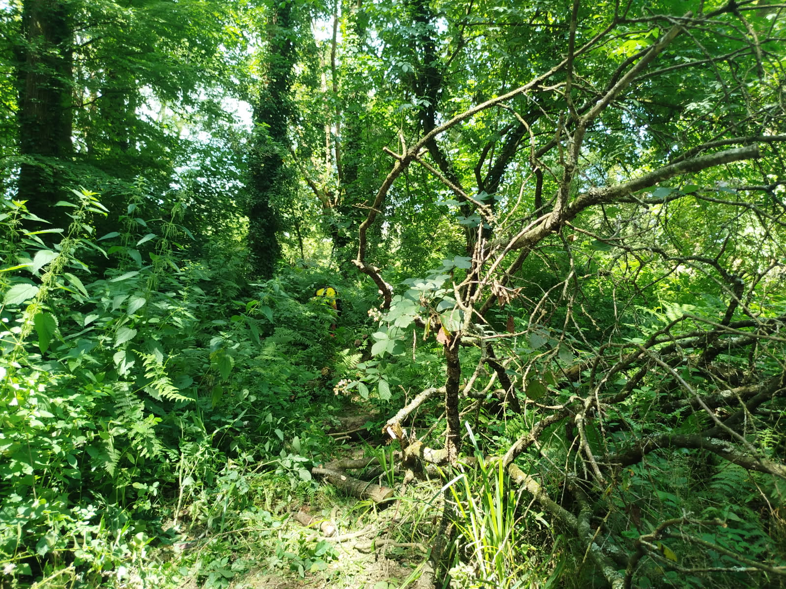 debroussaillage séné