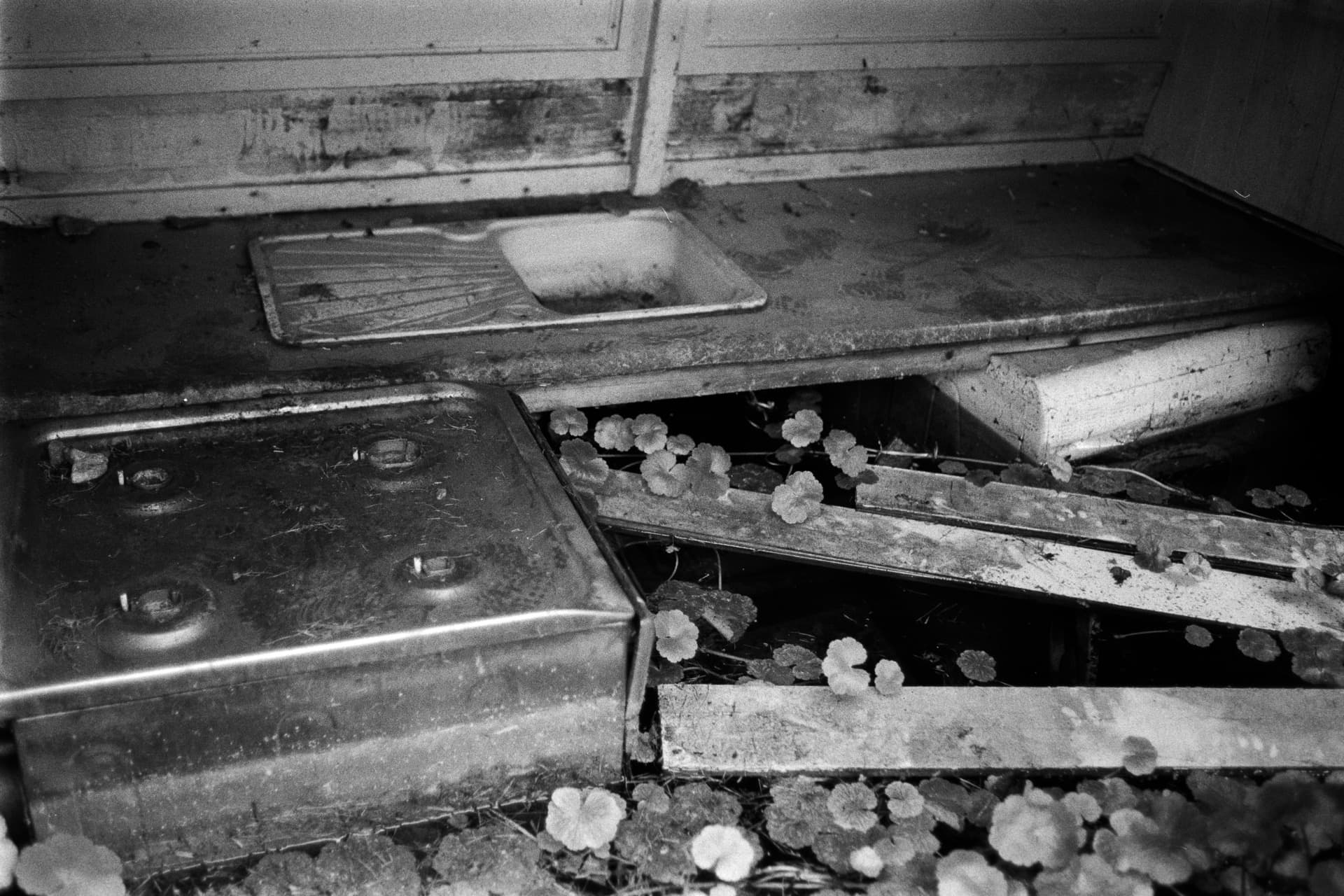 Abandoned canal boat galley submerged in water with aquatic plants growing across flooded floor