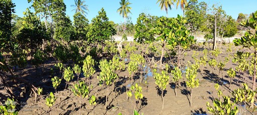 Aerial view of a green landscape filled with scattered trees and shrubs under a clear blue sky.