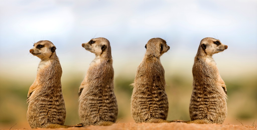 Meerkats in grass savana