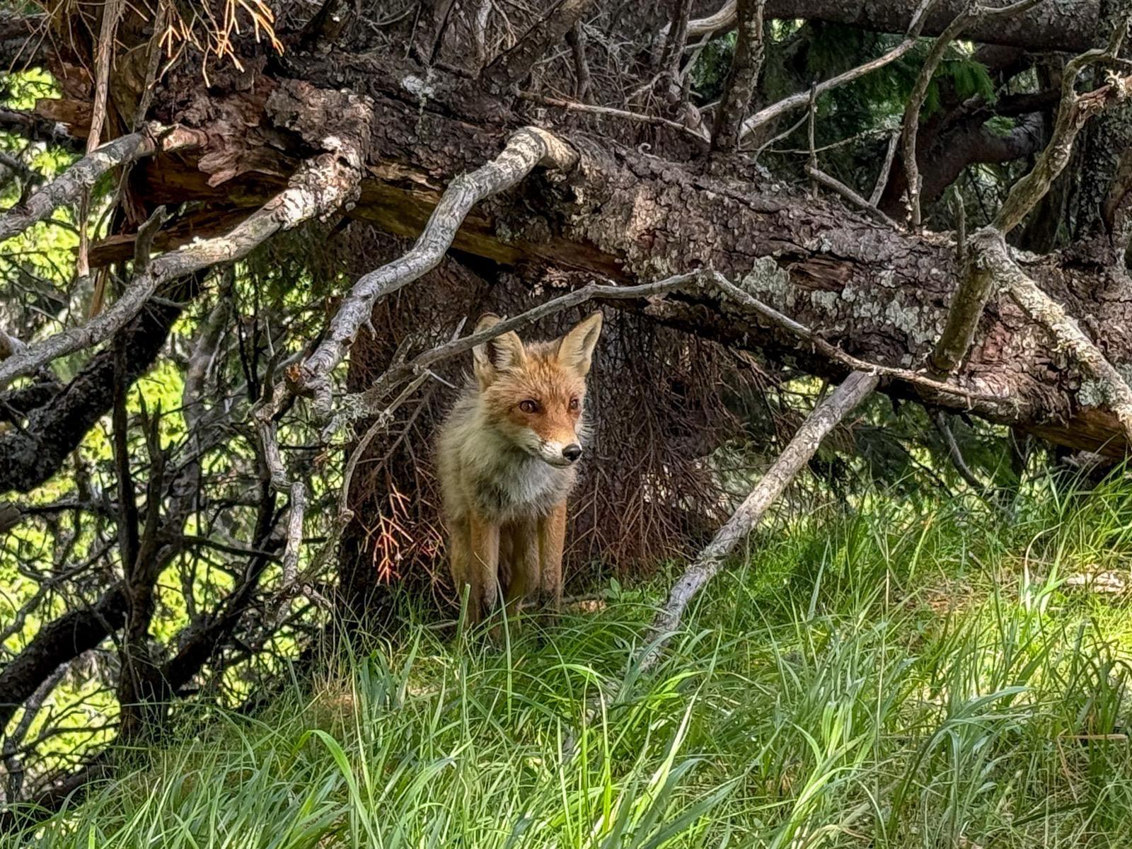 A red fox resting under fallen branches in long grass, watching alertly.