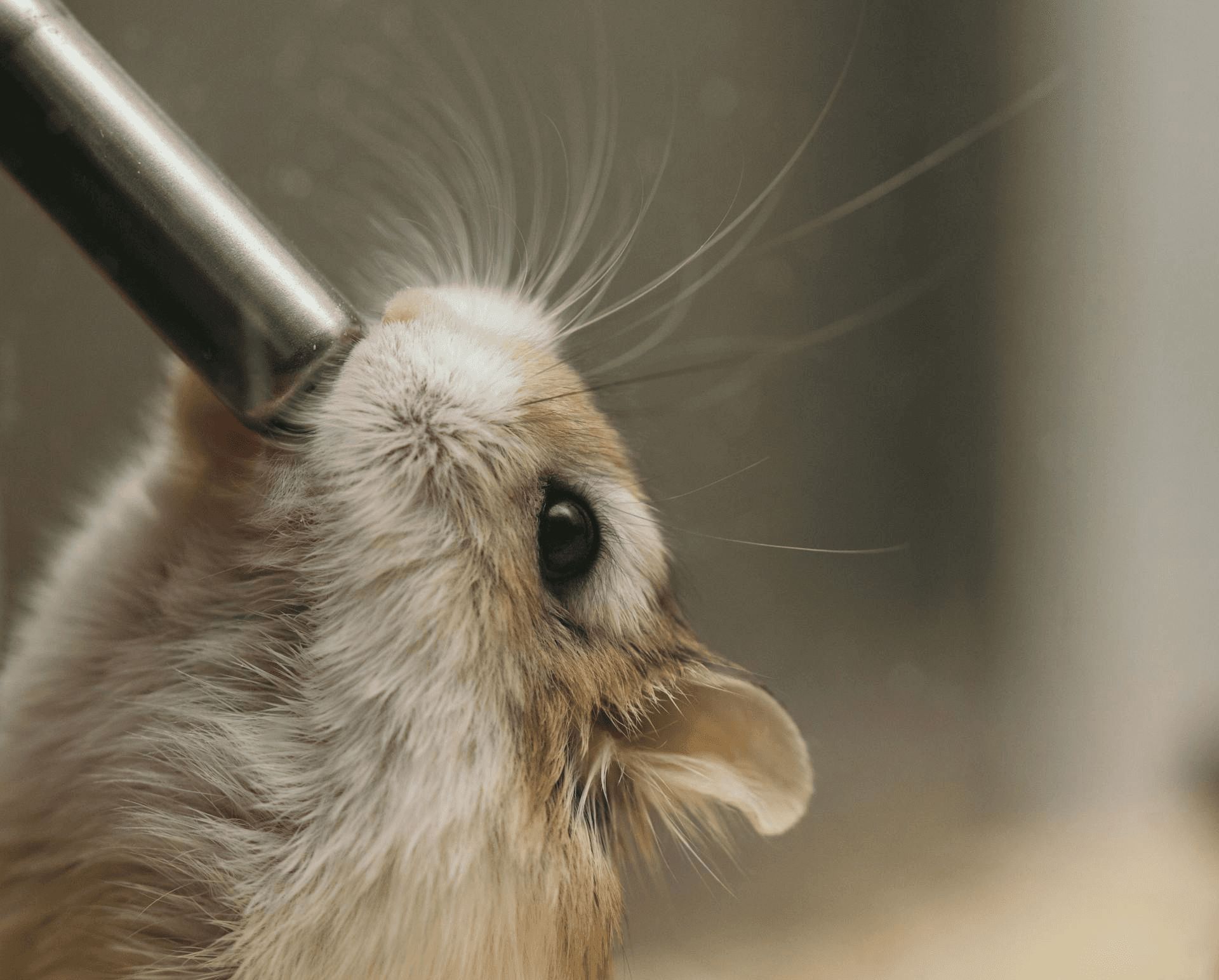 A well-hydrated hamster is a healthy pet