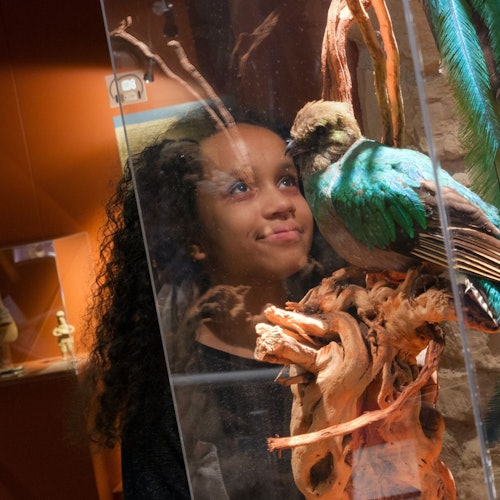 Dívka s kudrnatými vlasy se pozorně dívá na pestrobarevného ptáka sedícího na větvi uvnitř skleněné vitríny.