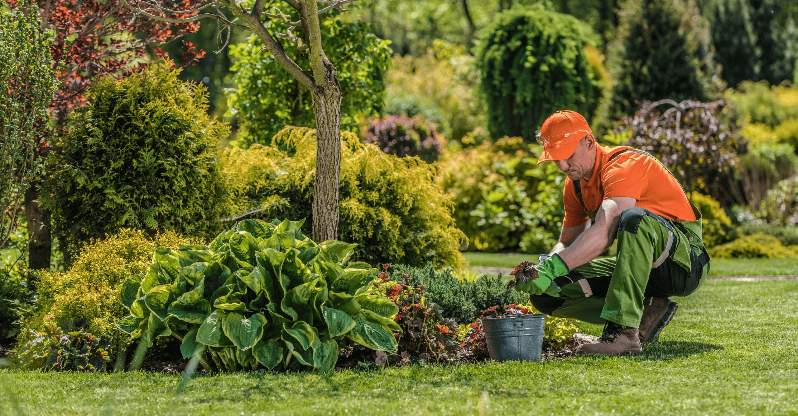 All Aspects Landscapes Garden Hedges