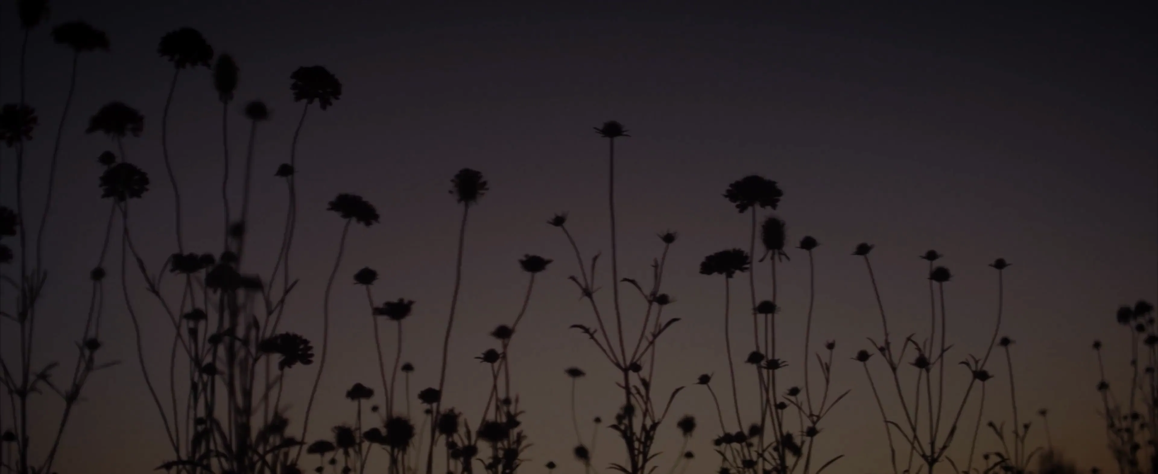 Amoris Pomum para Nowness: primer fotograma de contenido multimedia que muestra detalle de flores y vegetación con enfoque cinematográfico.