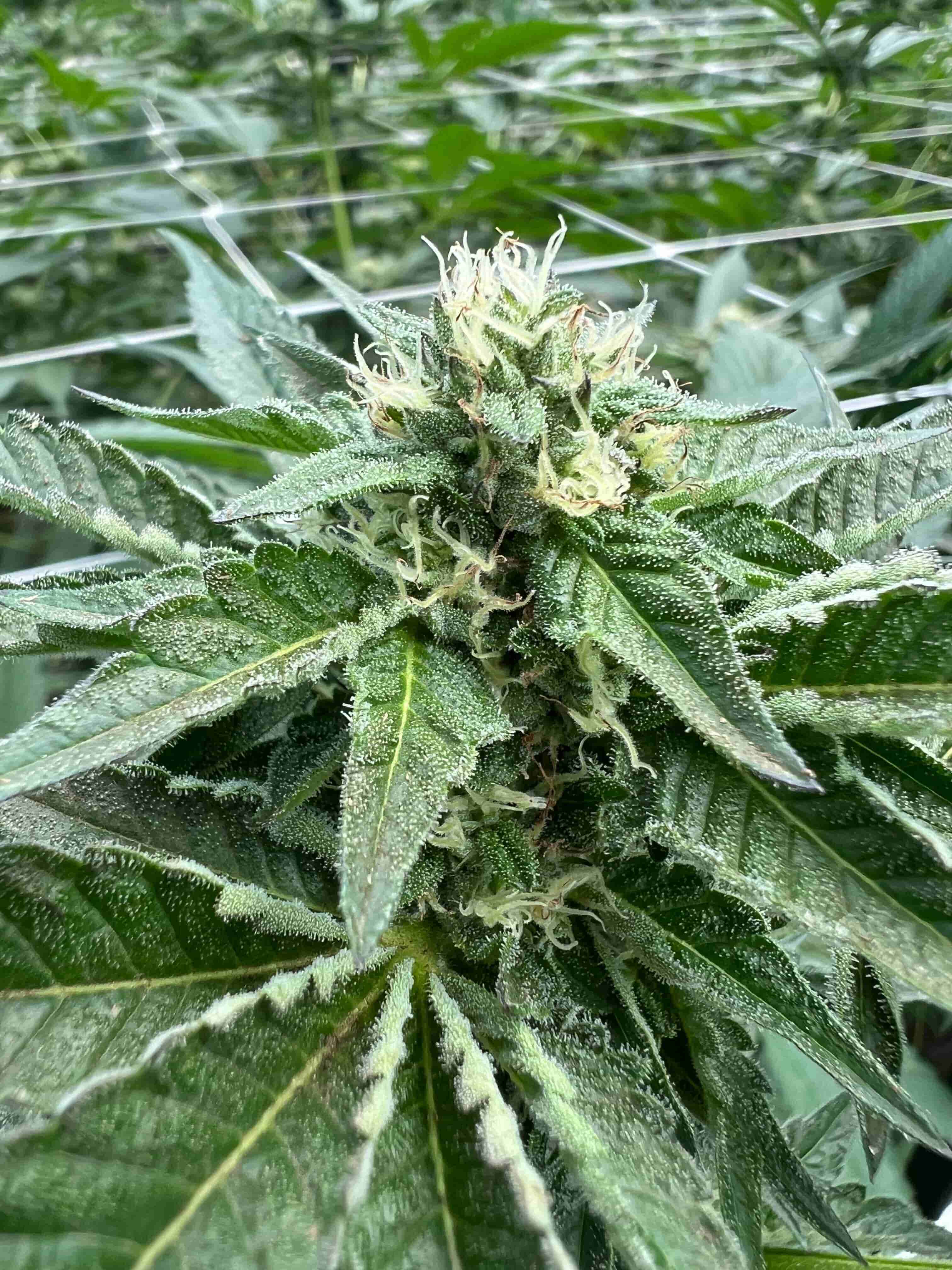 Suffacake cannabis flower — Sunkissed Farm, Windsor, Vermont