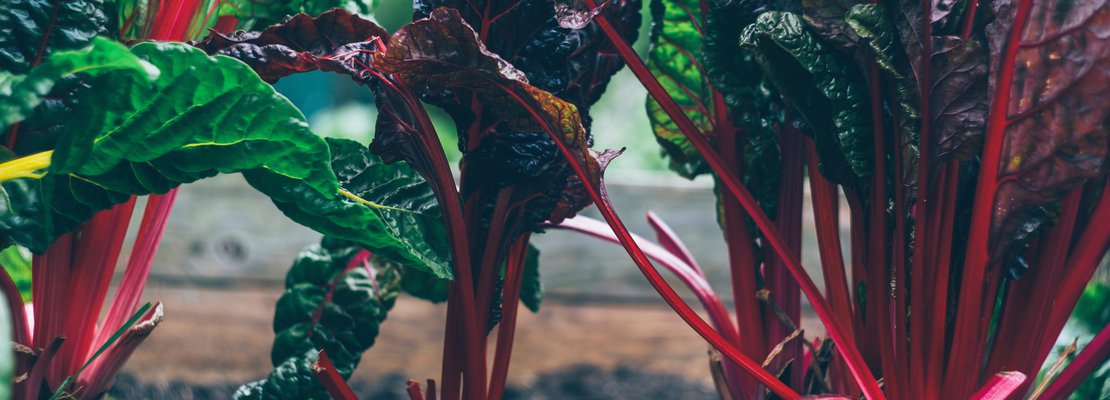 a healthy grown beets